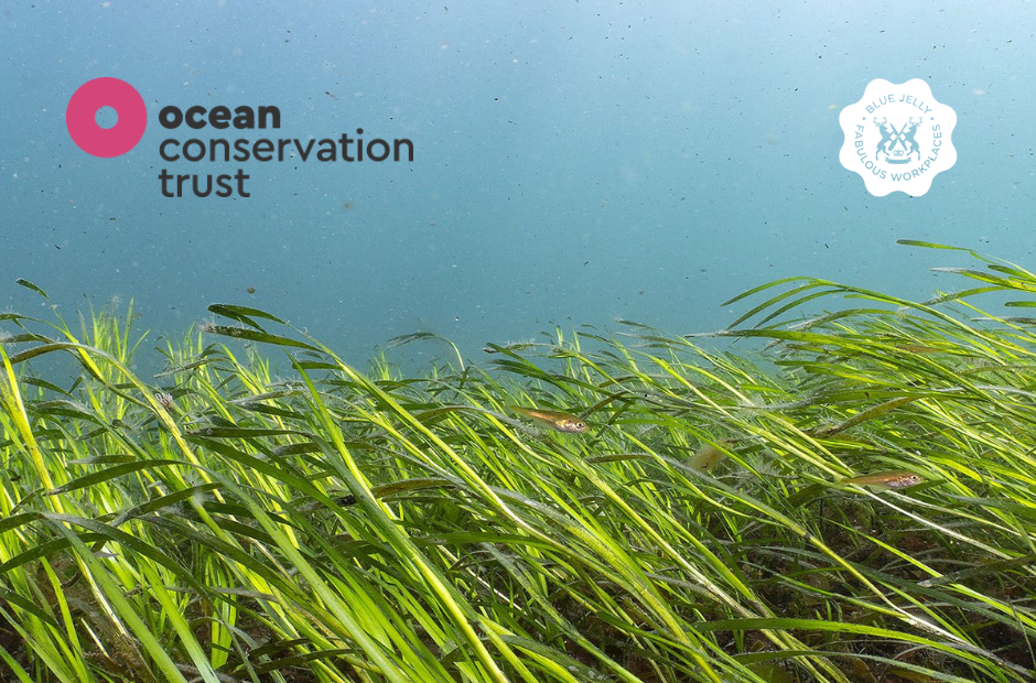 our-partnership-with-ocean-conservation-trust-blue-jelly