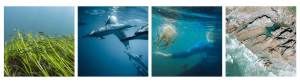 Four images showing sea grass. dolphins, jelly fish and the coast
